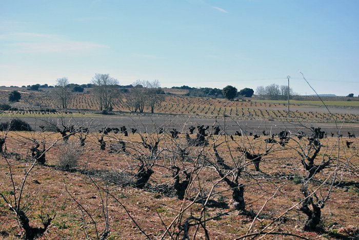 Efecto de la filoxera